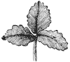 leaf_11_th.gif