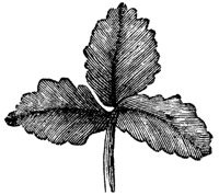 leaf_11_md.gif
