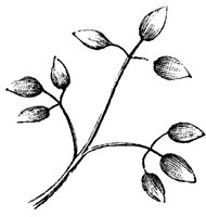 leaf_12_sm.gif
