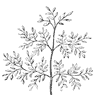 leaf_13_th.gif