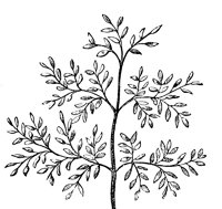 leaf_13_lg.gif