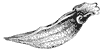 pitcher-plant-leaf_1_th.gif