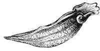 pitcher-plant-leaf_1_sm.gif