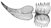 venus-fly-trap-leaf_1_th.gif