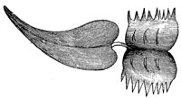 venus-fly-trap-leaf_1_md.gif