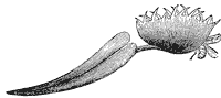 venus-fly-trap-leaf_2_sm.gif