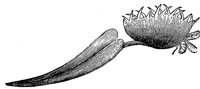 venus-fly-trap-leaf_2_lg.gif