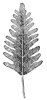 fern-leaf_1_th.gif
