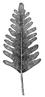 fern-leaf_1_sm.gif