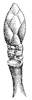 horse-chestnut-bud_1_th.gif