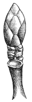 horse-chestnut-bud_1_sm.gif