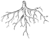 root_1_th.gif