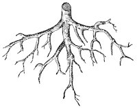 root_1_sm.gif
