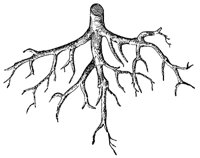 root_1_md.gif