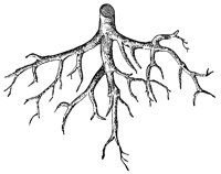 root_1_lg.gif