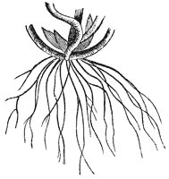 root_2_sm.gif