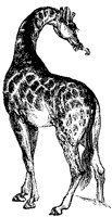 giraffe_3_sm.gif