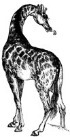 giraffe_3_lg.gif