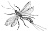 ichneumon-fly_2_th.gif
