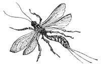 ichneumon-fly_2_sm.gif