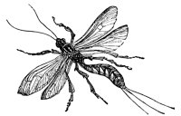 ichneumon-fly_2_lg.gif
