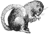 dormouse_1_th.gif
