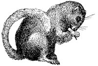 dormouse_1_sm.gif