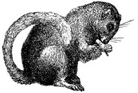 dormouse_1_lg.gif