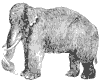 elephant_2_th.gif