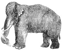 elephant_2_sm.gif