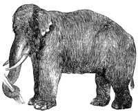 elephant_2_lg.gif