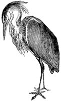 heron_3_md.gif