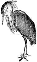 heron_3_lg.gif