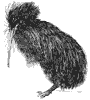 kiwi_2_th.gif
