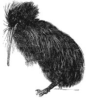 kiwi_2_sm.gif