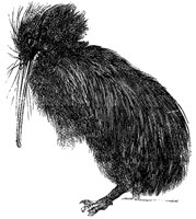 kiwi_2_md.gif