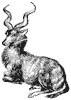 kudu_2_th.gif