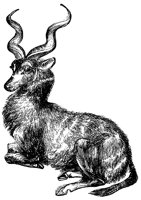kudu_2_lg.gif