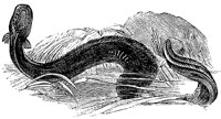 electric-eel_1_lg.gif