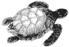 green-turtle_2_th.gif
