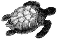 green-turtle_2_md.gif