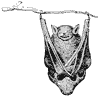 bat_1_th.gif
