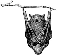 bat_1_md.gif