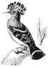 hoopoe_2_th.gif