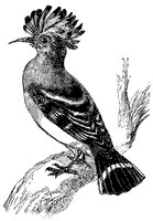 hoopoe_2_sm.gif