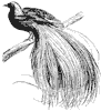 bird-of-paradise_4_th.gif