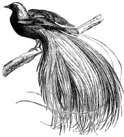 bird-of-paradise_4_lg.gif