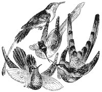 hummingbird_4_sm.gif