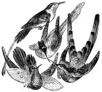 hummingbird_4_md.gif