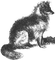 border-collie_1_lg.gif